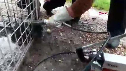 Mardin Nusaybin'de Başı Korkuluklara Sıkışan Köpek Kurtarıldı