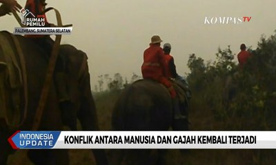 Ubah Lahan Konservasi Jadi Kebun, Konflik dengan Gajah Kembali Terjadi