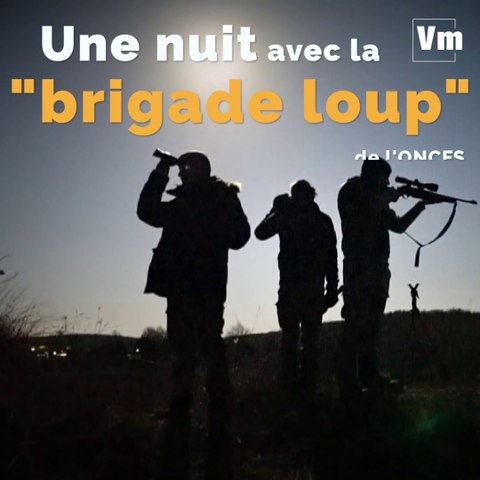 Une nuit à Canjuers avec la Brigade Mobile d'Intervention (BMI) Loup de l'ONCFS