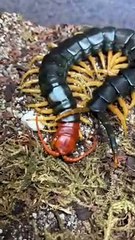 Giant Centipede Climbs into Nest