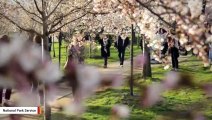 How Climate Change Is Impacting Washington, DC's Cherry Blossoms