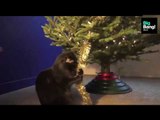 ¡Los gatos odian los arbolitos navideños! Parte 2