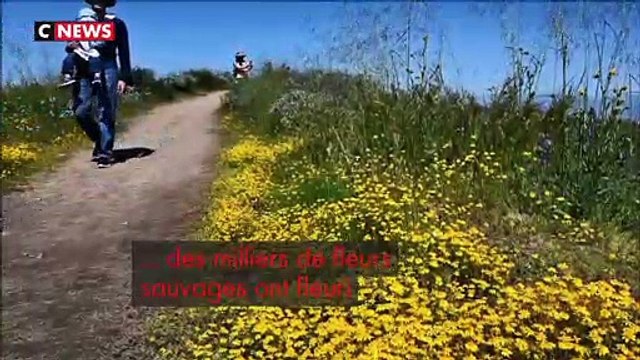 Etats-Unis : des milliers de fleurs pour un spectacle magnifique au milieu de la Californie