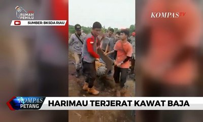 BBKSDA Selamatkan Harimau Terjerat Kawat Baja