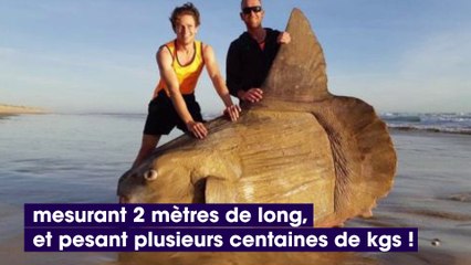 Australie : des pêcheurs découvrent un poisson-lune gigantesque (Photo)