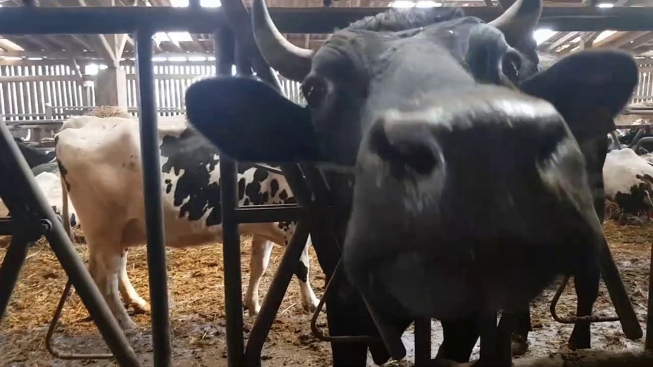 Traubach-le-bas: des fromages "made in Sundgau"