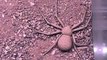 Six-Eyed Sand Spider Buries Herself