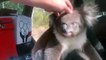 Cheeky koala climbs into air-conditioned car to escape Australia's blistering heat
