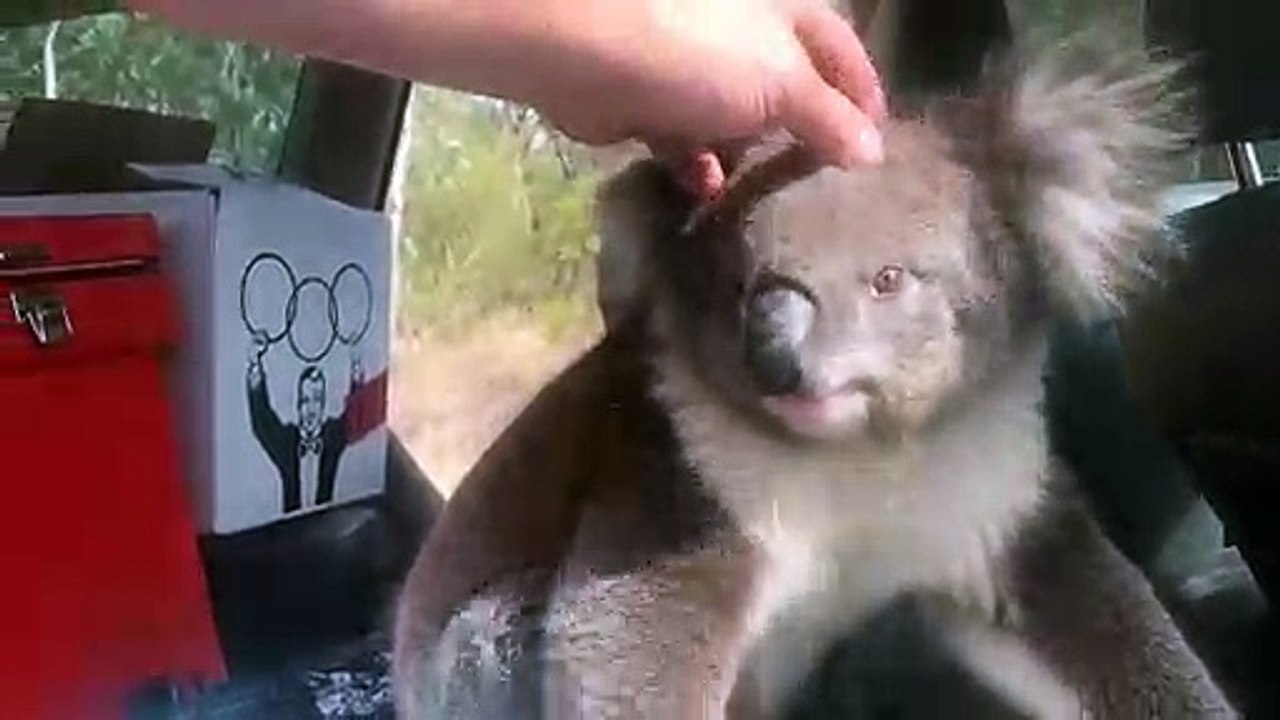 Cheeky koala climbs into air-conditioned car to escape Australia's blistering heat
