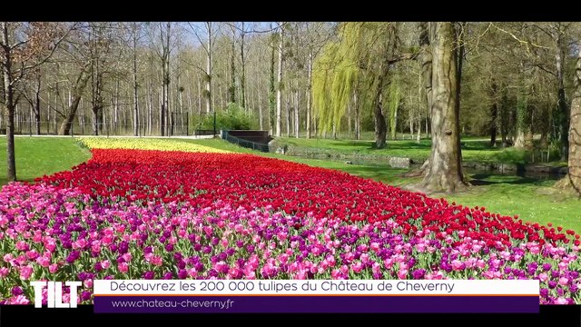 TILT - 26/03/2019 Partie 3 - Découvrez les 200 000 tulipes du Château de Cheverny