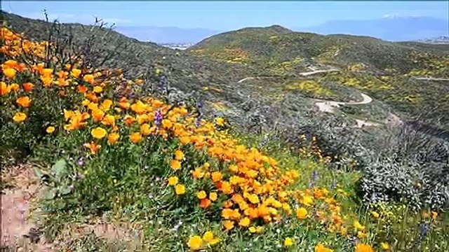 Flores por todos os lados