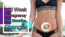 2nd Week of Pregnancy,  The Symptoms, Growth and Pregnancy Care Tips.