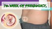 7TH WEEK OF PREGNANCY, THE SIGNS, GROWTHS AND TIPS TO A HEALTHY PREGNANCY.