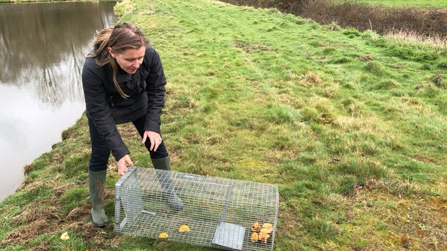 Fonctionnement de la cage qui sert à piéger les ragondins et les rats musqués