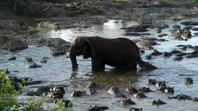 Quand un hippopotame s'amuse à embêter un éléphant en lui mordant la queue !