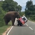 Un touriste s'arrete pour nourrir un éléphant et se fait renverser son tuk-tuk