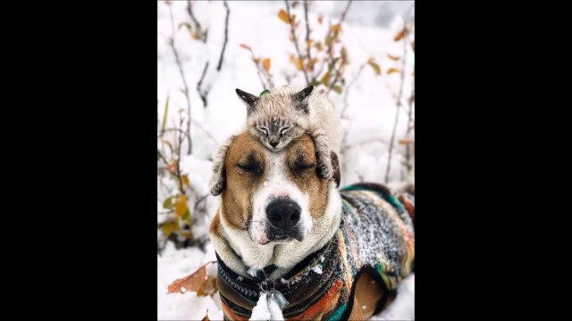 La magnifique amitié entre Henry et Baloo, un chien et un chat aventuriers qui parcourent le monde