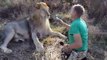 Voilà comment on brosse un lion sauvage... Pas simple