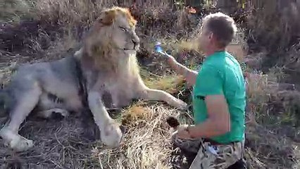 Voilà comment on brosse un lion sauvage... Pas simple