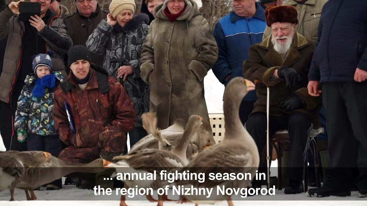 Fowl play: Russia's traditional geese fights