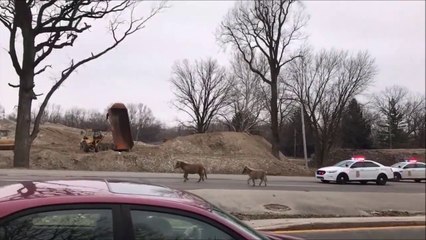 Hilarant : quand la police tente d'arrêter des poneys