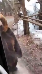 Lo nunca visto : oso camina de pie como un humano