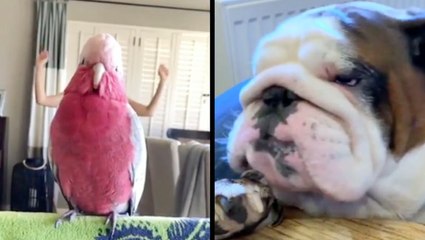 Bird Is Armed & Get The Dog Some Snacks