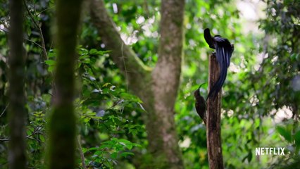 Our Planet - Birds Of Paradise - Clip