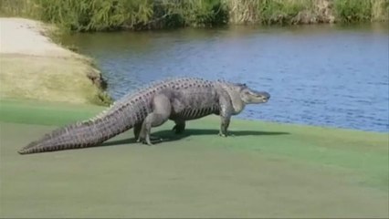 Crocodilo interrompe jogo de golfe nos EUA