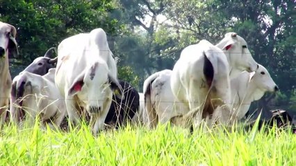 Tacto - sistema sensorial de bovinos