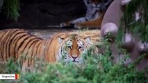 Rare Amur Tiger Sisters Arrive At Oregon Zoo