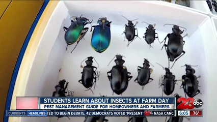 Students learn about insects at Farm Day in the City