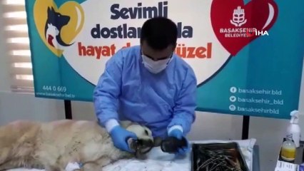 'Afacan' ağzına sıkışan borudan böyle kurtarıldı