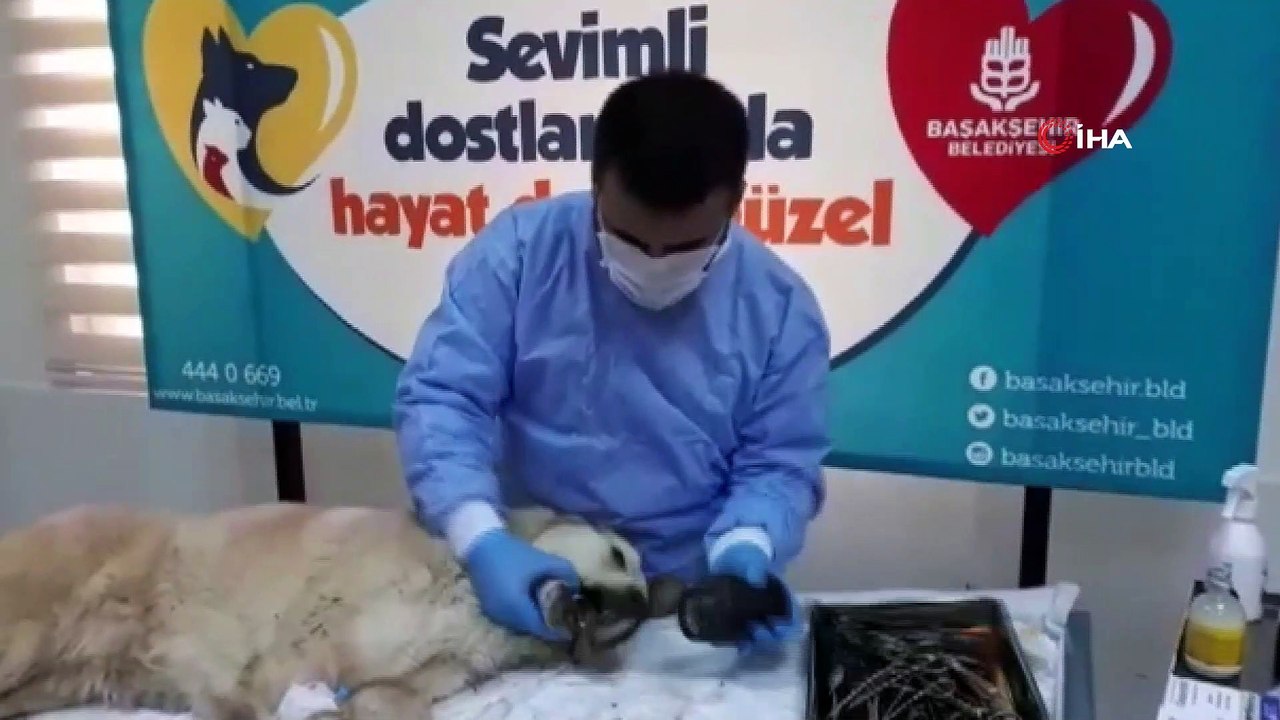 'Afacan' ağzına sıkışan borudan böyle kurtarıldı