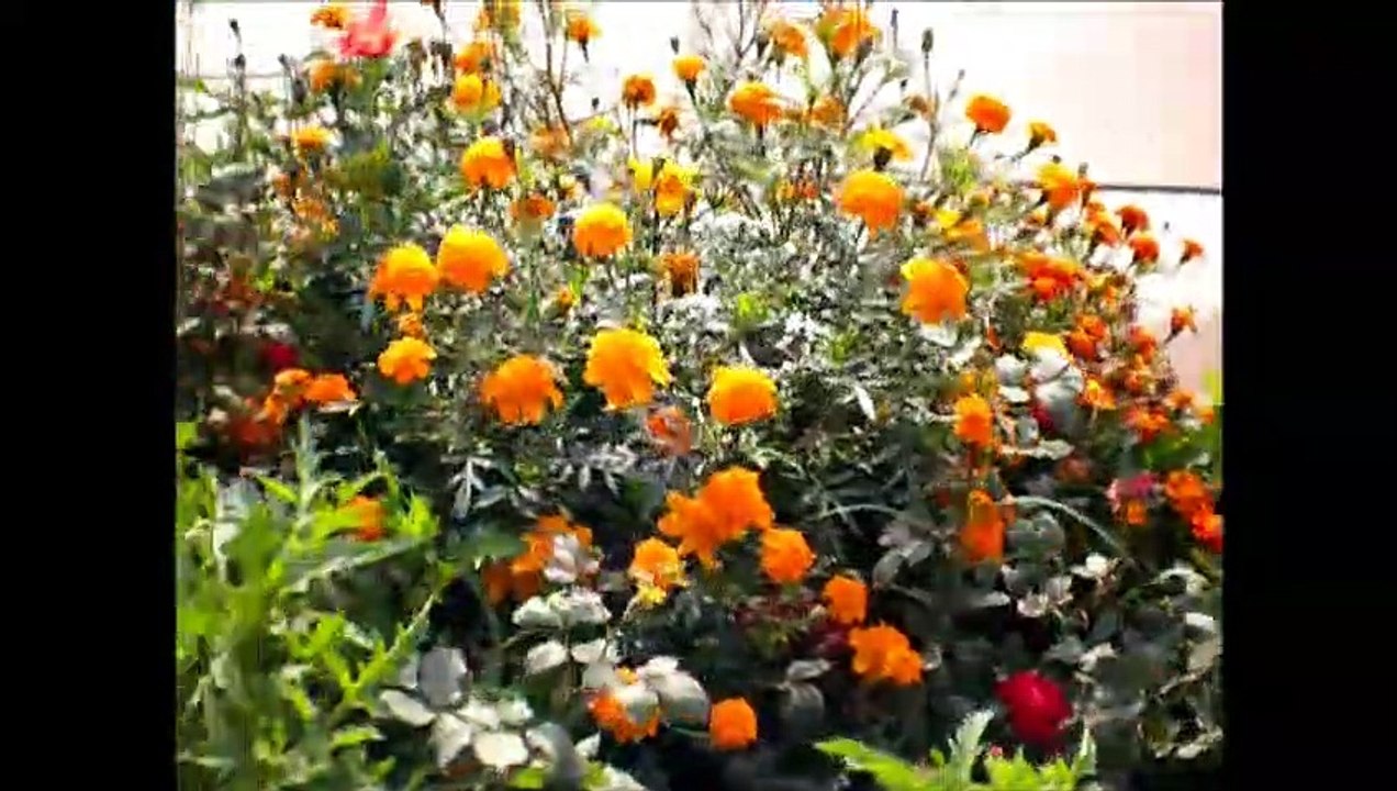 A visit to my garden
