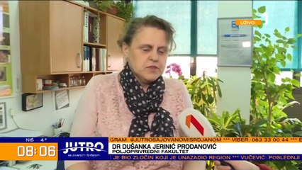 OVE SEZONE NAM PRETI PEDERUS: Ova buba je predatorksa vrsta i luči materiju koja izaziva ALERGIJSKE REAKCIJE kod ljudi!