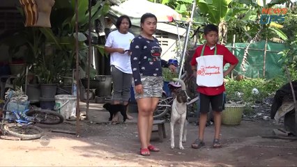 Stray Dogs in Thailand
