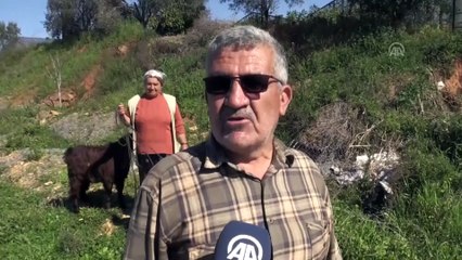 15 yıldır aynı direğe yuva yapıyorlar (1) - ANTALYA