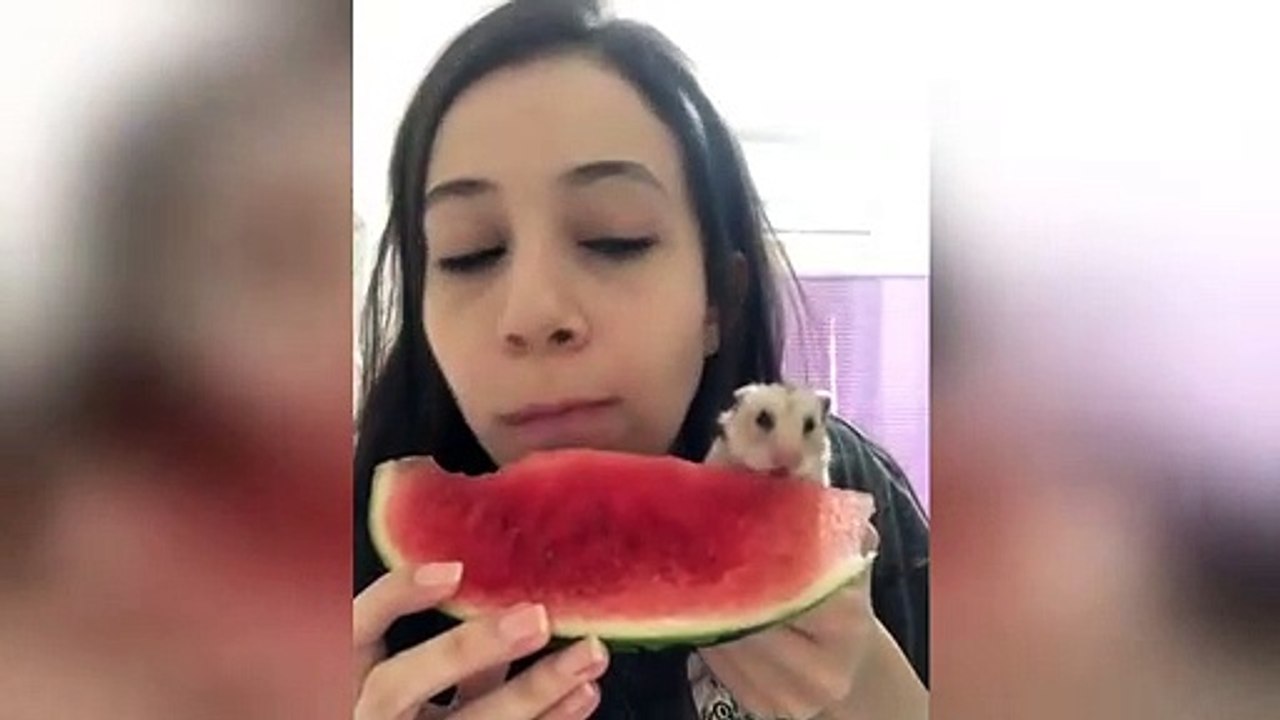 Teenager shares watermelon with nibbling pet hamster
