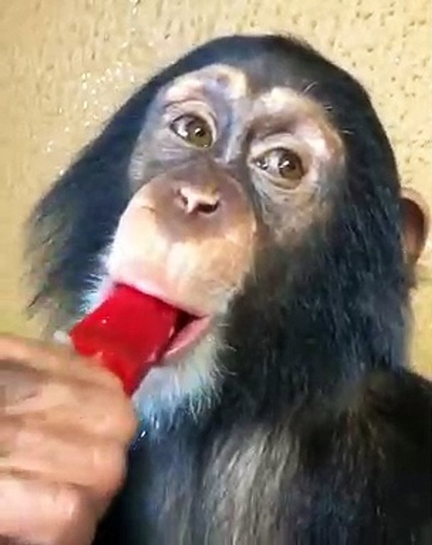 Quand Un Singe Deguste Une Glace Trop Drole Video Dailymotion