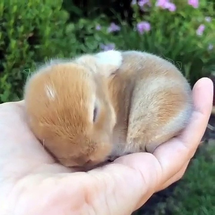 Un bébé lapin pas comme les autres. Trop cute !