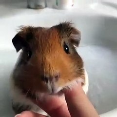 Cet homme joue avec un ours, ce qui va se passer va vous surprendre !