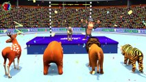 Animals high jump Competition for kids ll Animals playing indoor game for toddlers || lion tiger cheetah bear