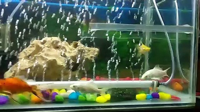 Many fish flow in water tank