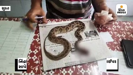 સુરતઃ પથારીમાં સૂતેલી યુવતીની રજાઈમાં ઘૂસી રસેલ વાઈપર સાપે માર્યો ડંખ