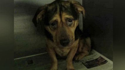 Trauriger Hund sollte eingeschläfert werden, doch dann passierte das ...