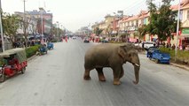 Watch: Elephant destroys nine cars during downtown stroll
