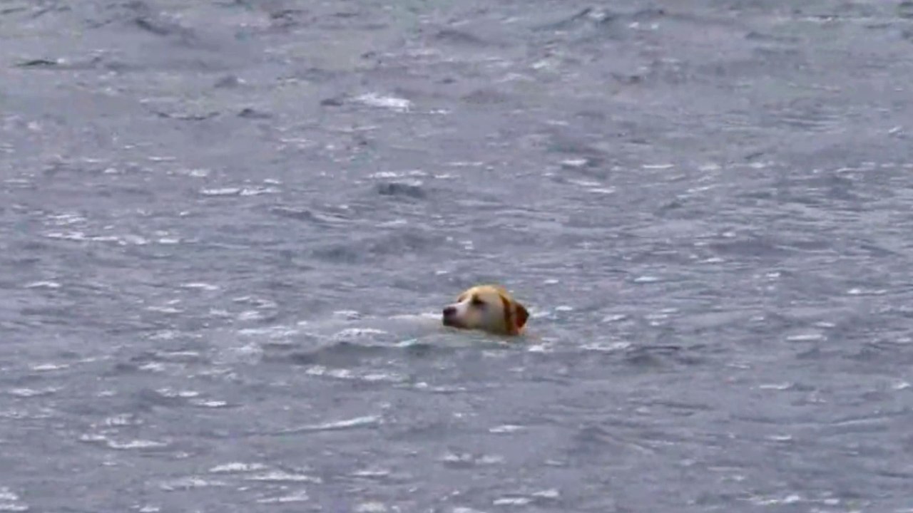 Hund schwimmt stundenlang im Ozean dann findet sein Besitzer heraus warum...