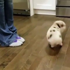 Ce petit cochon fait tout ce qu'on lui ordonne. Incroyable !