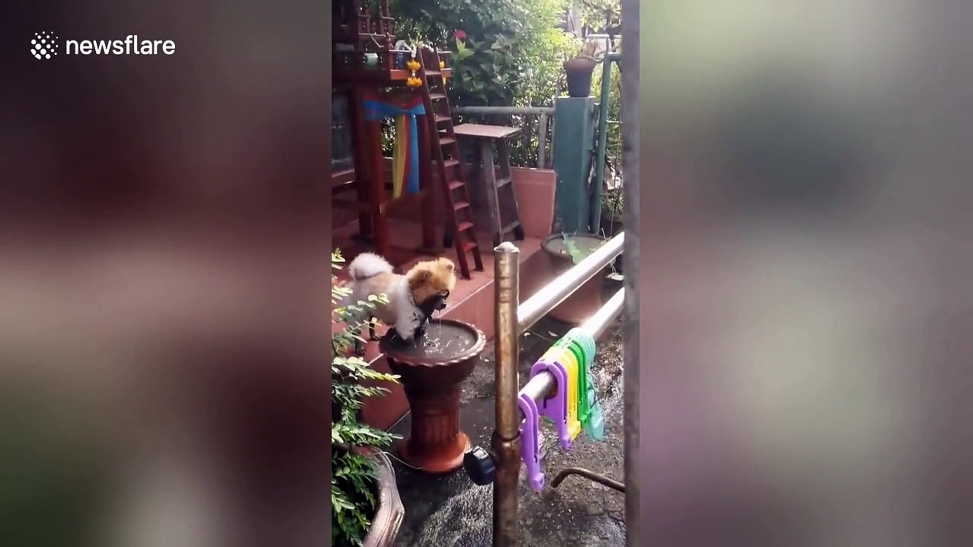 ⁣Pomeranian pup insists on dunking face and paws into muddy pool after grooming